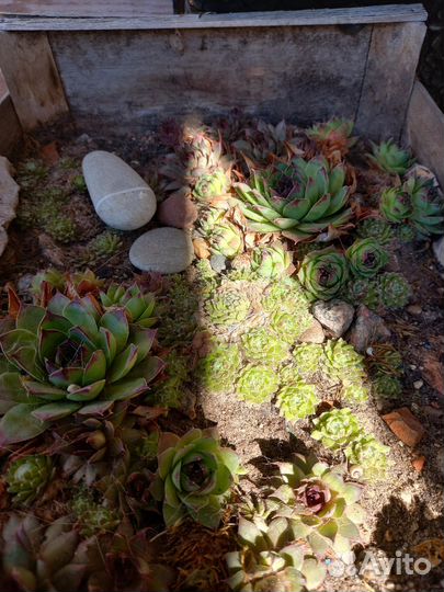 Суккуленты