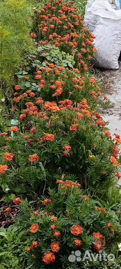 Семена бархатцы домашние