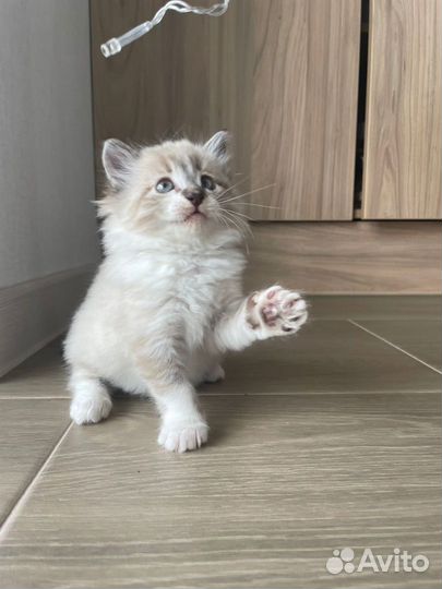 Нежная кошечка в добрые руки