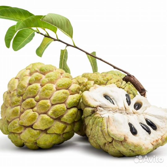 Гуанабана, Аннона Черимойя Сметанное яблоко