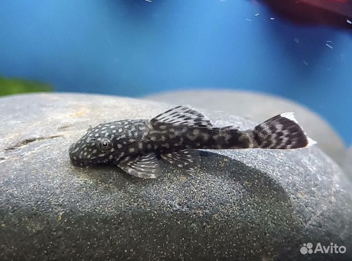 Сомики анциструсы (мальки)