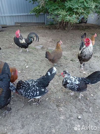 Куры бентамки