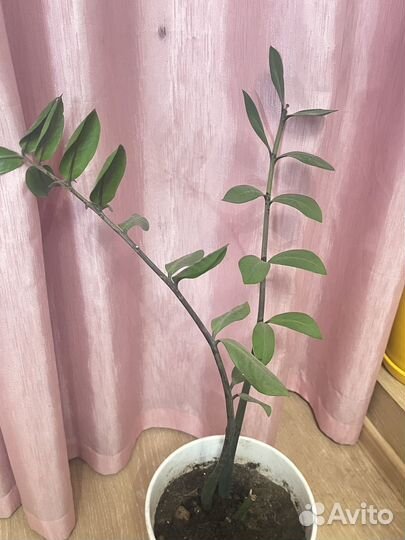 Замиокулькас зензи