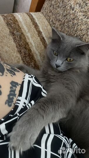 Сибирские котята