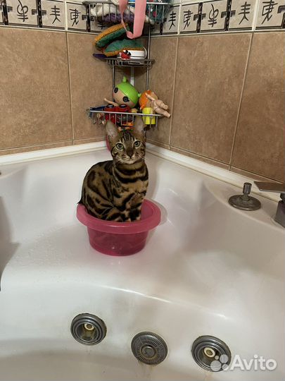 Бенгальского кота продам