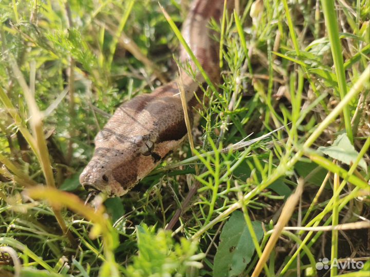 Фото со змеёй