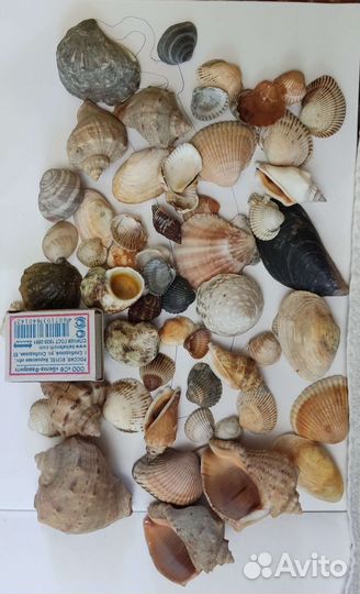 Камни и ракушки для декора, аквариума