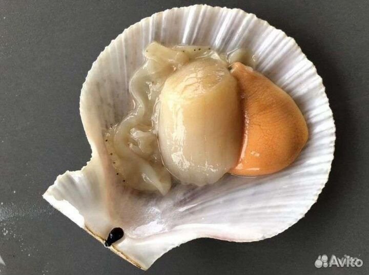 Гребешок на полустворке с/м