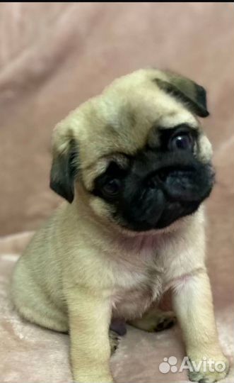 Щенки мопса