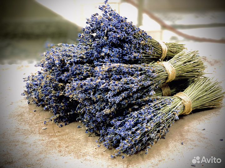 Лаванда в пучках, сухоцвет