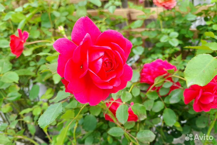 Розы Остина английские коллекционные сорта