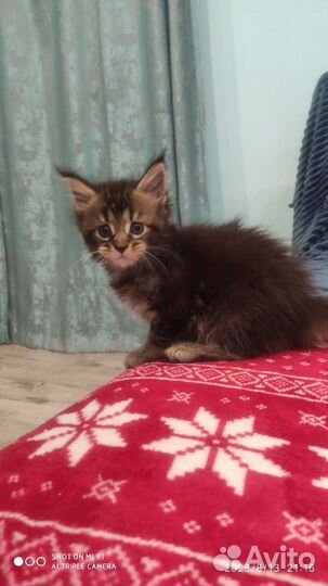 Котята Мейн Кун