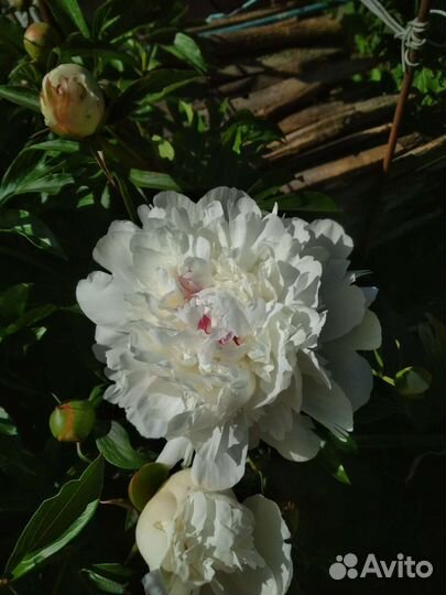 Пионы, 7 сортов, саженцы