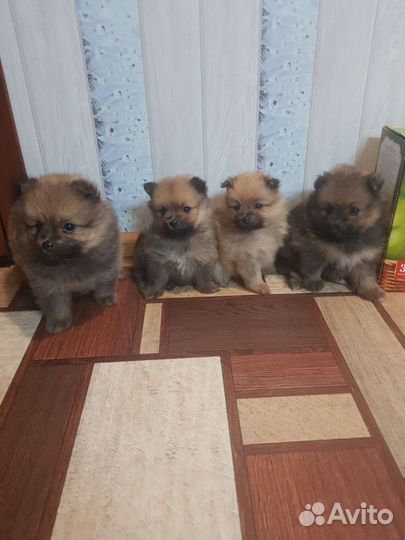 Померанский шпиц