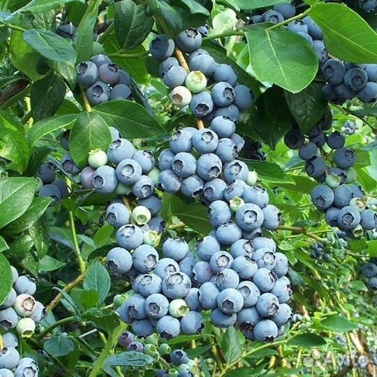 Голубика Свитхарт (Высокорос.) (35-45 см; 2 года)