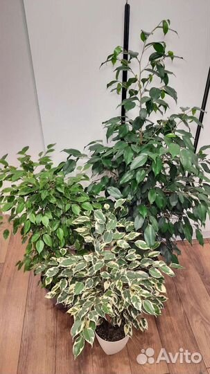 Фикус бенджамина кинки твилайт али