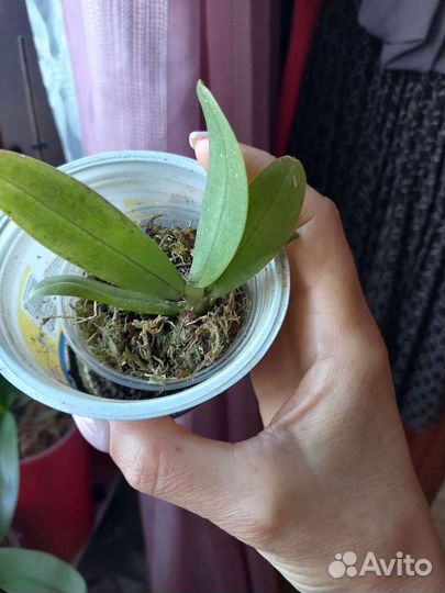 Сортовая орхидея сеянцы пелорик