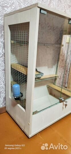 Шиншилла с витриной