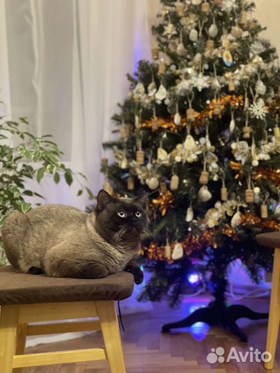 Шотландский котик вязка