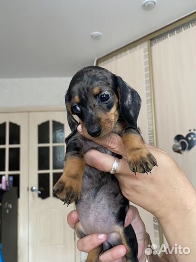 Щенки мелкой таксы