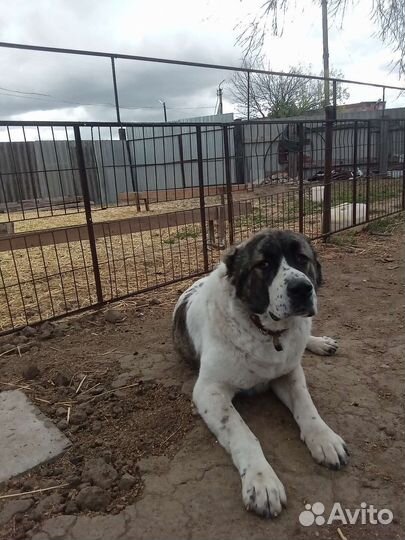 Алабай вязка