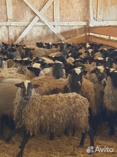 Овцы бараны ягнята романовские