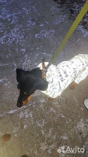 Собака в добрые руки отдам бесплатно