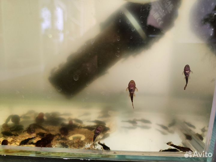 Сомики анциструсы