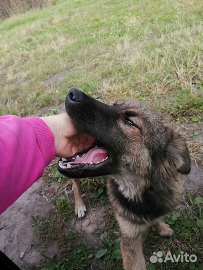 Собаки бесплатно в добрые руки