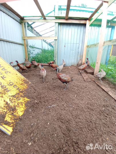 Фазан охотничий