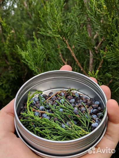 Можжевельник скрутка для окуривания