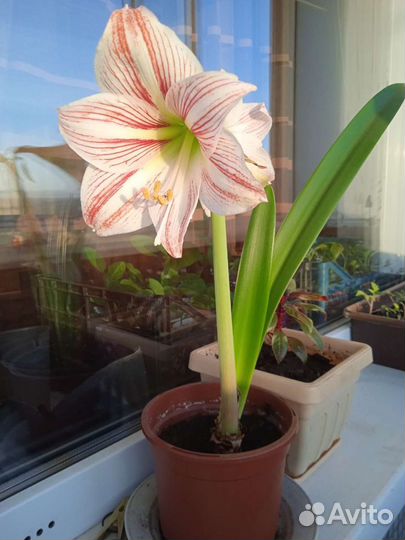 Гиппиаструм