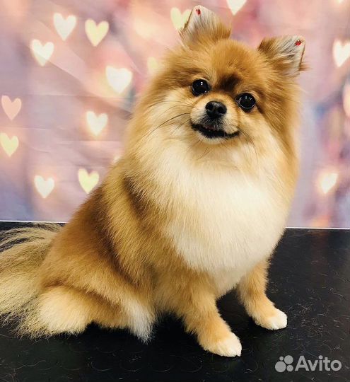 Грумер в Рыбацком