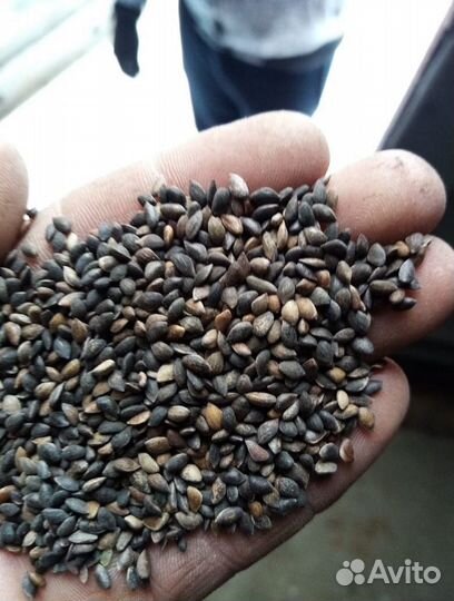 Семена ели от производителя