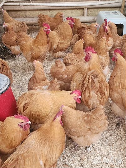 Куры несушки