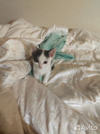 Котёнок мальчик в добрые руки