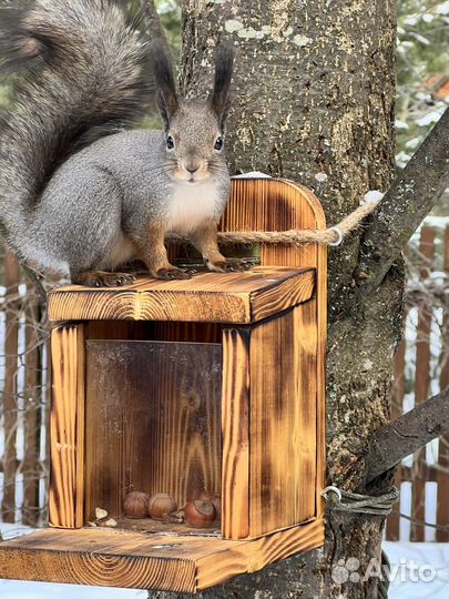 Кормушка для белок «Ланч бокс»