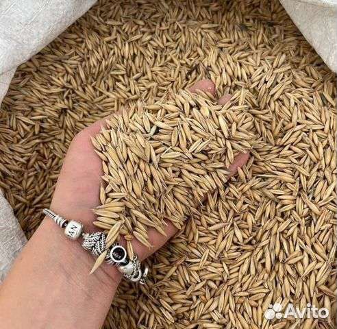 Ячмень, пшеница