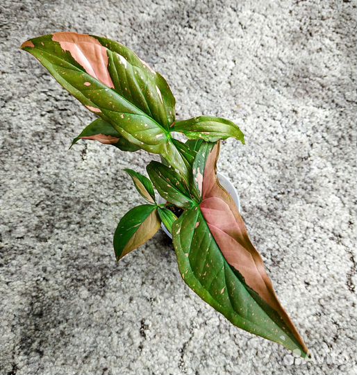 Сингониумы