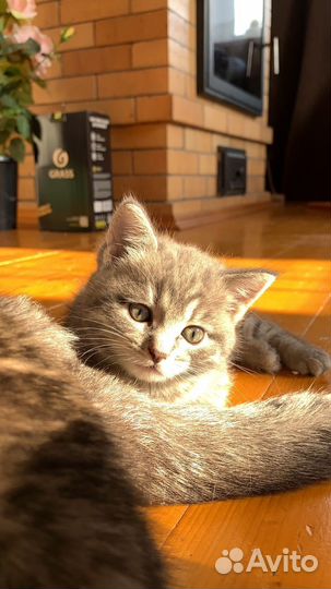 Милые котята