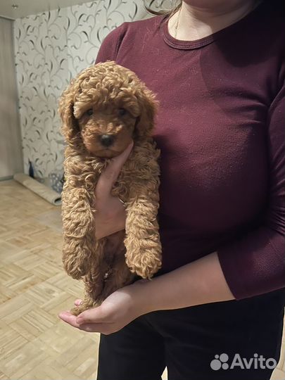 Той-пудель