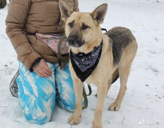 Звёздочка ищет родителей