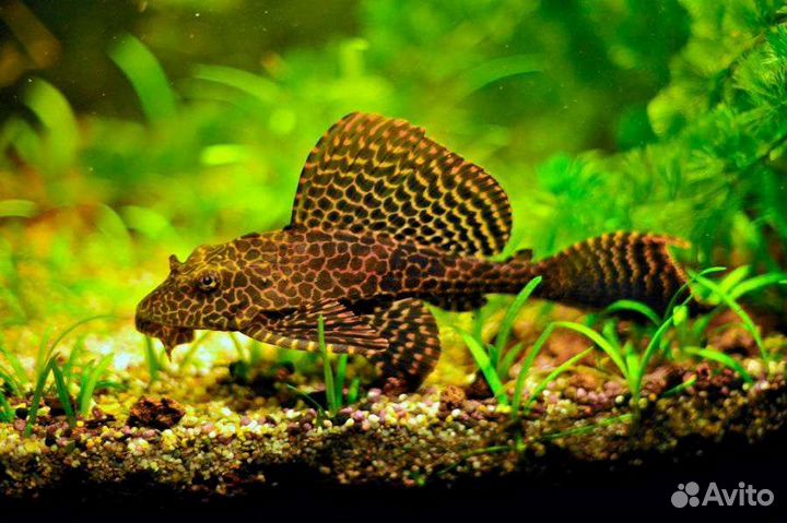 Птеригоплихт парчевый сом 5-6см - Glyptoperichthys