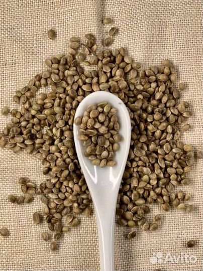 Семена конопли / Премиум