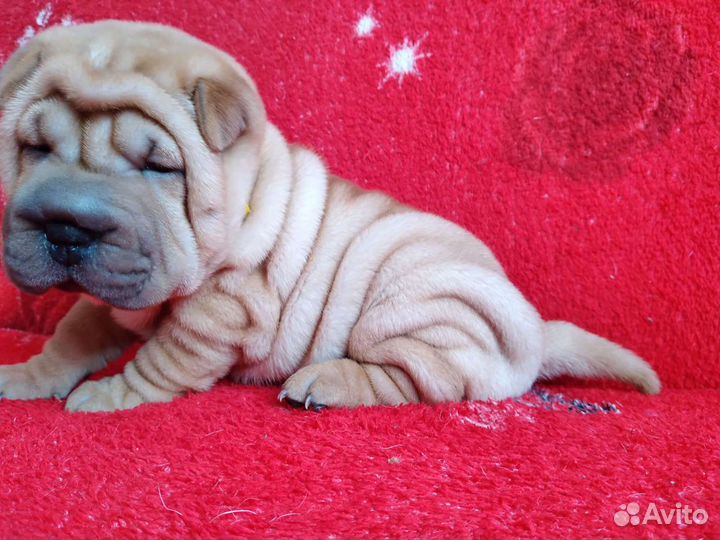 Девочки красавицы