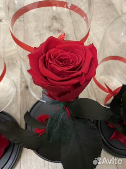 Роза в Колбе