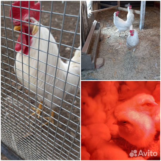 Цыплята Леггорн (Стандарт)