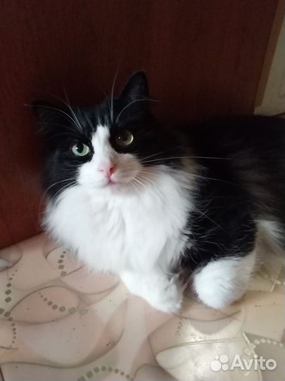 Отдам в добрые руки