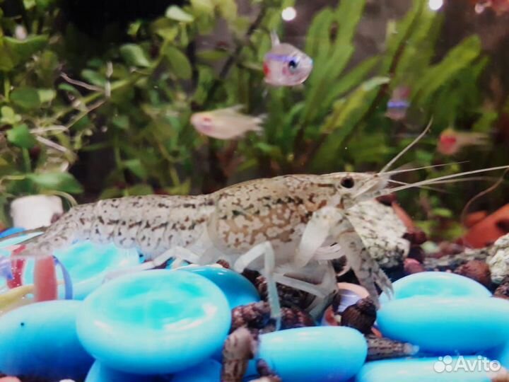 Мраморные раки