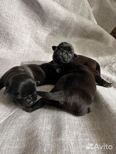 Щенки мопса
